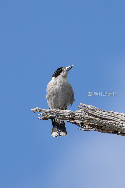 灰伯劳鸟(Cracticus torquatus)